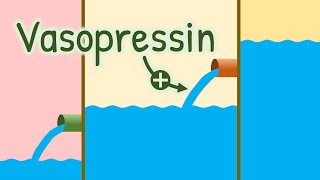 Mechanism of Action of Vasopressin  How Antidiuretic Hormone Increases Water Reabsorption [upl. by Ahsinam]