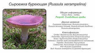 Сыроежка буреющая Russula xerampelina [upl. by Nomolas443]