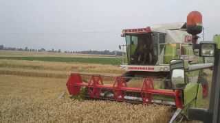 Claas Dominator 108SL HD [upl. by Nosylla482]