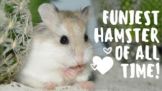 Funny Hamster Videos  Cute Hamsters Doing Funny Things Epic Fail Compilation 2019 [upl. by Ekoorb]