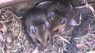 Deer Mouse Cricetidae Peromyscus maniculatus Closeup [upl. by Celestyn]