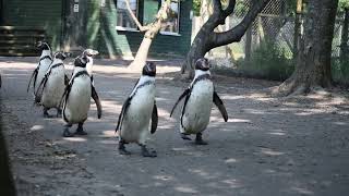 Penguin walk at WWP [upl. by Gaspar]