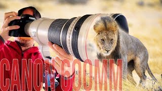 Canon 600mm f4 IS BEST Lens for WILDLIFE Photography [upl. by Budworth]