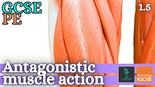 GCSE PE  ANTAGONISTIC MUSCLE ACTION  Anatomy and Physiology Skeletal and Muscular System  15 [upl. by Lebezej]