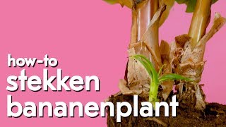 Hoe kan je de bananenplant stekken [upl. by Drofiar]