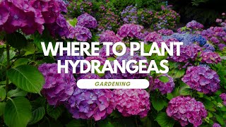 Where To Plant Hydrangeas [upl. by Acul981]