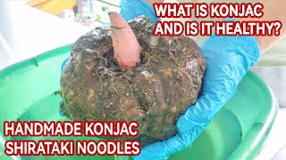 Handmade Konjac Shirataki Noodles  what is konjac corn look like  What is konjac and is it healthy [upl. by Yert]