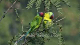 Blossomheaded or Plumheaded Parakeets perch on tree tops [upl. by Enerual47]