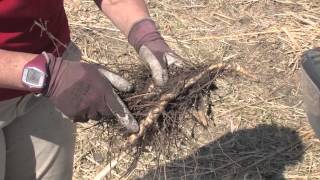 Miscanthus Propagating Rhizomes [upl. by Aiekahs]