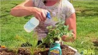 Vegetable Gardening  Home Remedy for Flies on Vegetable Plants [upl. by Atiuqam]