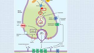 transmision colinergica [upl. by Alocin]