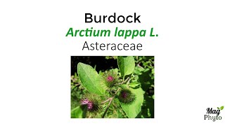 Burdock Arctium lappa identification health benefits and uses [upl. by Bessie548]