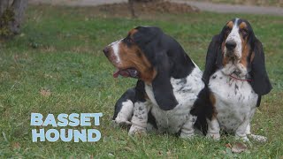 Basset Hound Dog Breed 101 4k Video [upl. by Placia259]