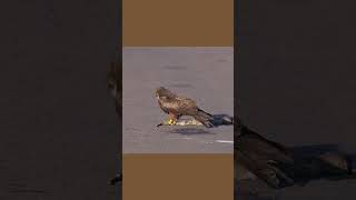 Predatory Feast YellowBilled Kite Devours Monitor Lizardquot [upl. by Pearla]