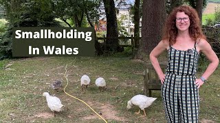 Revisit A Smallholding In UK  Homestead In Wales [upl. by Sikram405]