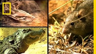 Bandicoot Rat vs Croc and Python  National Geographic [upl. by Bela]