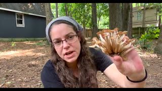 Ringless honey mushrooms Desarmillaria caespitosa  How to cope with scientific name changes [upl. by Adaner]