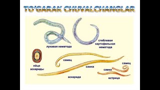 TOGARAK CHUVALCHANGLAR TIPI NEMATODALAR  ТЎГAРAК ЧУВAЛЧAНГЛAР ТИПИ  NEMATODALAR [upl. by Ordnaxela]