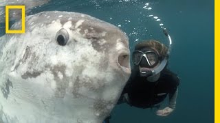 Strange Sunfish and Hope for the Ocean  National Geographic [upl. by Nnairrek]