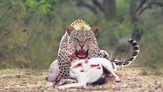 Leopard kills Dogo Argentino  Leopard In Dog [upl. by Dymoke]