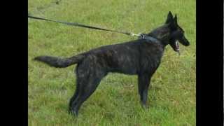 Dutch Shepherd Moker 7 months Old KNPV Hunter x Boeddha [upl. by Sell]