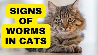 Do Cats Get Worms The Hidden Facts You Need to Know  Cat Grooming [upl. by Anialram449]