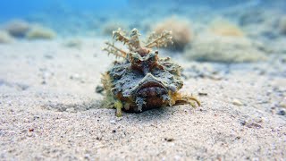 Stingfish  Red Sea [upl. by Nwahsed]