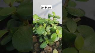 Jet Plant❤ Care Tips And Tricks🌿💡likegardenplantsgardenshortsviralshortflowerssubscribe☺💫 [upl. by Saoj687]