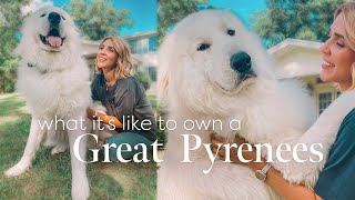 What its REALLY like to own a Great Pyrenees [upl. by Atelahs37]