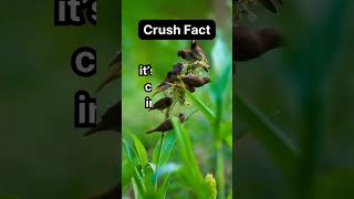 Crush Fact  Love Quotes  Facts  Daily Facts For Life  Fun Facts  Did You Know shorts viral [upl. by Aseel]