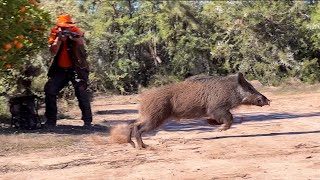 Chasse Sanglier au maroc Chichaoua  Wild Boar Hunting 20232024 Partie 13 [upl. by Nalyt]