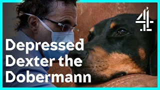 Puppy Parents Going The Extra Mile  The Supervet Noel Fitzpatrick [upl. by Lairret]