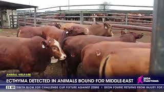 Animal Welfare  Ecthyma detected in animals bound for MiddleEast [upl. by Walrath]