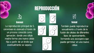 MicrobiologíaSaccharomycesCerevisiaeexplicacion [upl. by Idonah]