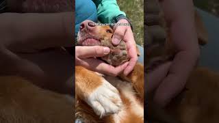 Do you hike with a first aid kit for your dog dogsofyoutube toller dogsthathike dogsafety dog [upl. by Arne]