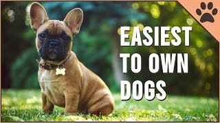 Top 10 Easiest Dog Breeds To Own [upl. by Kennith]