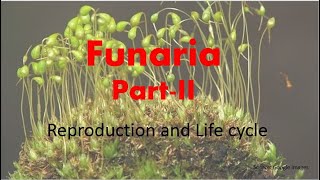 Funaria  reproduction and life cycle HPU BSc 1st Year [upl. by Olumor398]