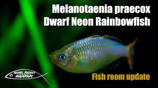 Melanotaenia praecox  The dwarf neon rainbowfish [upl. by Llewen510]