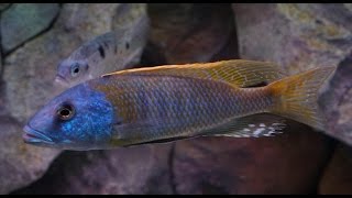 Buccochromis Rhoadesii African Cichlid Malawi [upl. by Kowatch144]