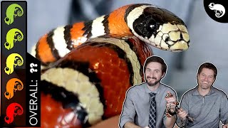 Mountain Kingsnake The Best Pet Snake [upl. by Fritzsche906]