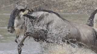 CROSSING GRUMETI RIVER [upl. by Waers]