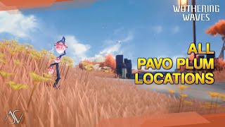 All Pavo Plum Locations  Wuthering Waves [upl. by Rehpotsirhk676]