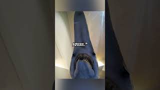 Goblin Shark Explained 👹🦈🕳️ science explainedsharkgoblinnatureseaoceanhistoryancientfyp [upl. by Vaish]