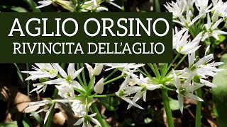 Aglio orsino la rivincita dellaglio [upl. by Loraine]