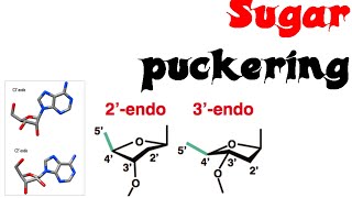 Sugar puckering [upl. by Ocsicnarf849]