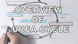 Overview of UREA CYCLE [upl. by Tilden]