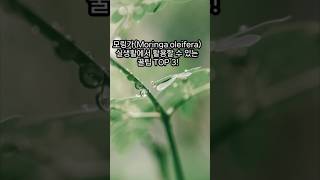 모링가Moringa oleifera 실생활에서 활용할 수 있는 꿀팁 TOP 3 [upl. by Cole277]