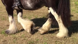 How To Wash Horses’ Hoofs And Their Feathered Legs The Easy Way [upl. by Terrilyn]