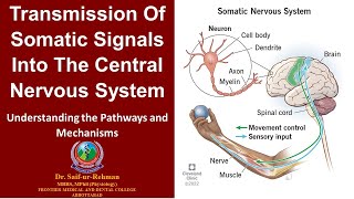 Transmission of somatic signals into the central nervous system [upl. by Dlabihcra720]