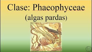 Clase Phaeophyceae Algas PardasBIOPEDIA [upl. by Kooima]